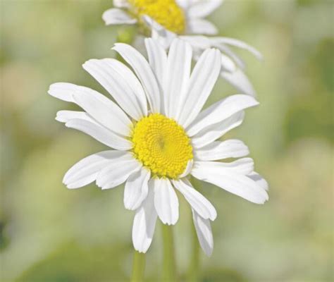 小雛菊花語|雛菊的花語是什麼？